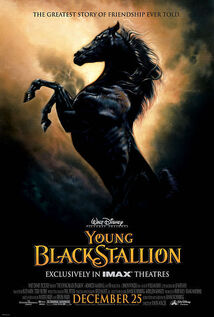 Subtitrare The Young Black Stallion (2003)
