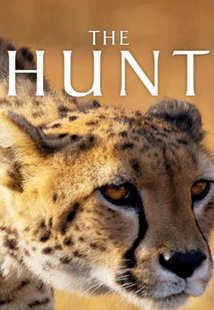 Subtitrare The Hunt (2015)
