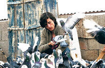 Subtitrare Güvercin / The Pigeon (2018)